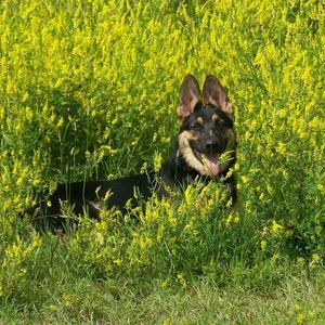 Meet your Posher, Joanne